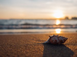 Shell on a beach — sustainable tourism