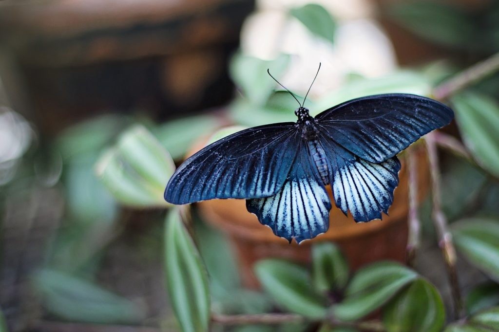 butterfly, blue, black