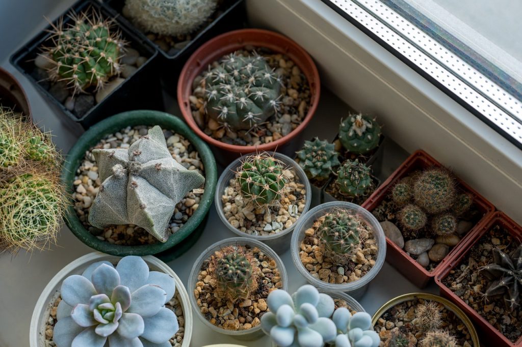 cacti, window, collection