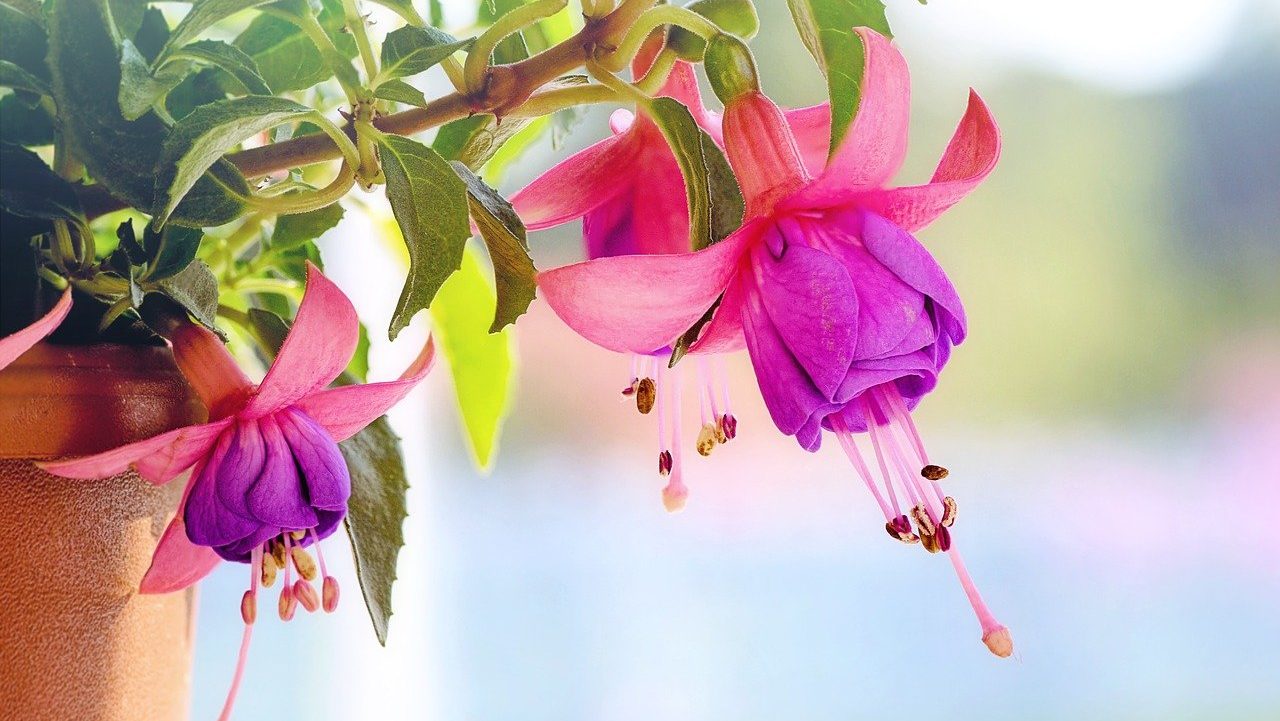 fuchsia, flowers, macro