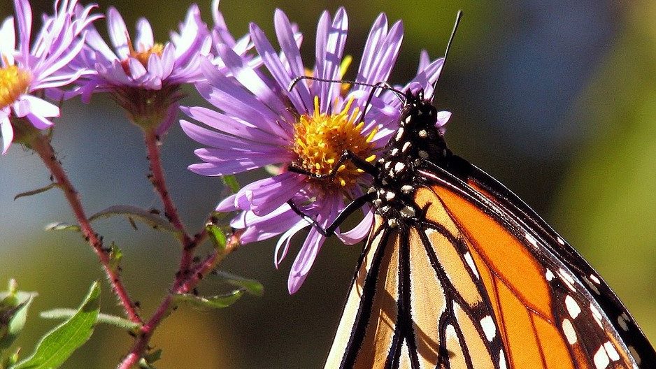 garden, flowers, butterfly